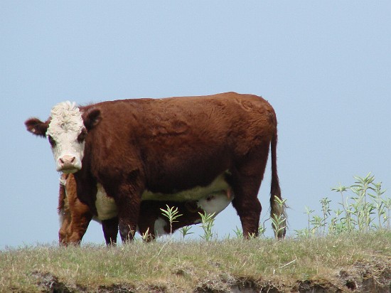 6-Monte de los umbues-un beau petit veau qui donnera de la bonne viande....jpg